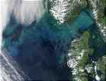 Phytoplankton bloom in the North Sea and the Skagerrak - selected child image