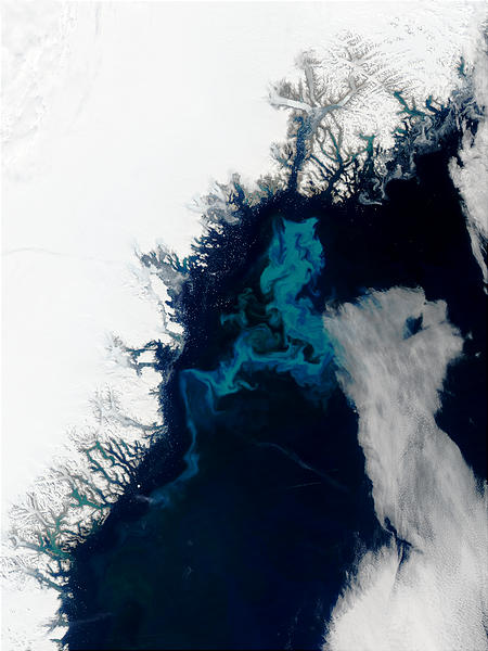 Phytoplankton bloom off Greenland - related image preview