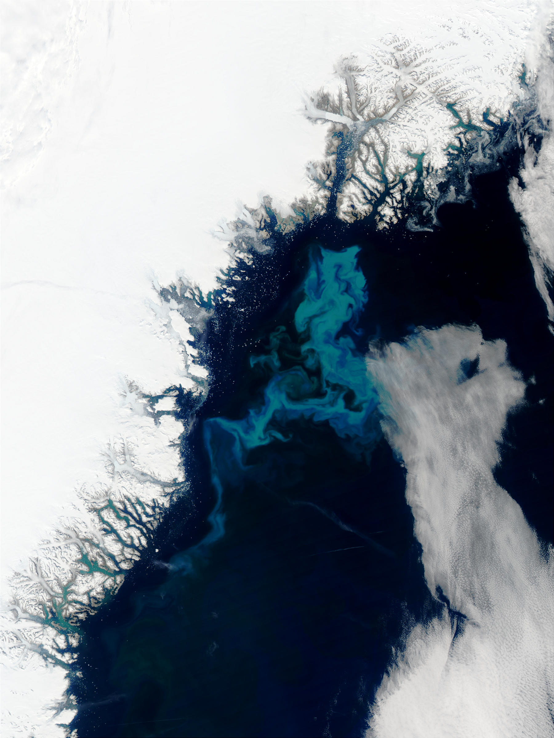 Phytoplankton bloom off Greenland - related image preview