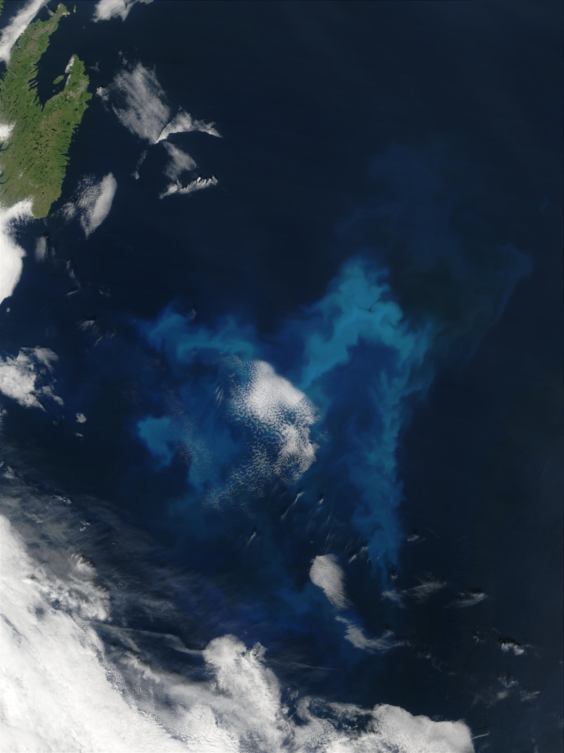 Phytoplankton bloom off Newfoundland - related image preview