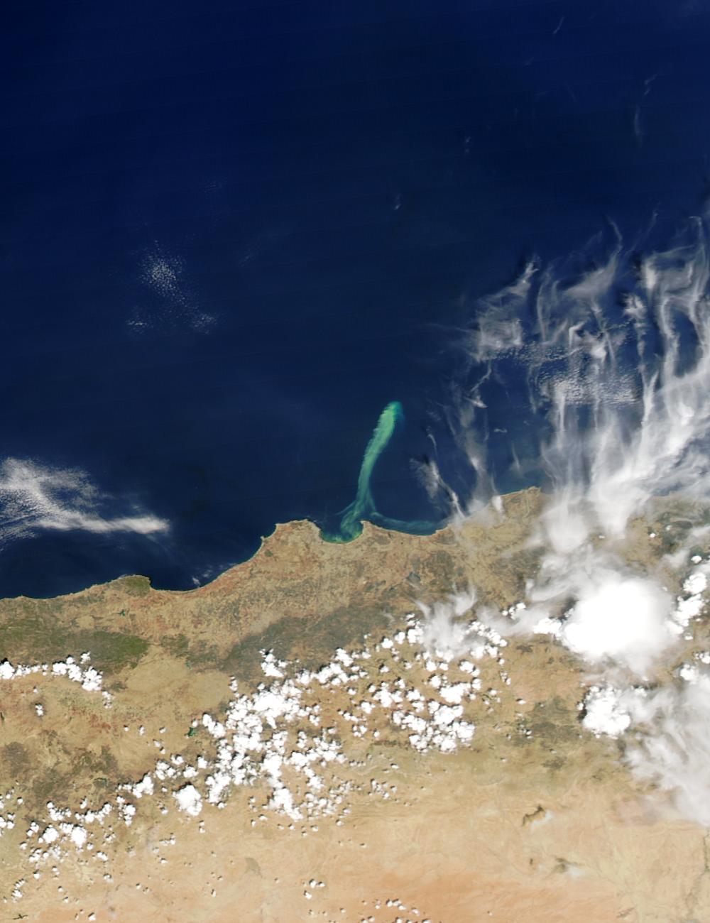 Phytoplankton bloom off Algeria - related image preview