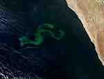 Phytoplankton bloom off Namibia - selected child image