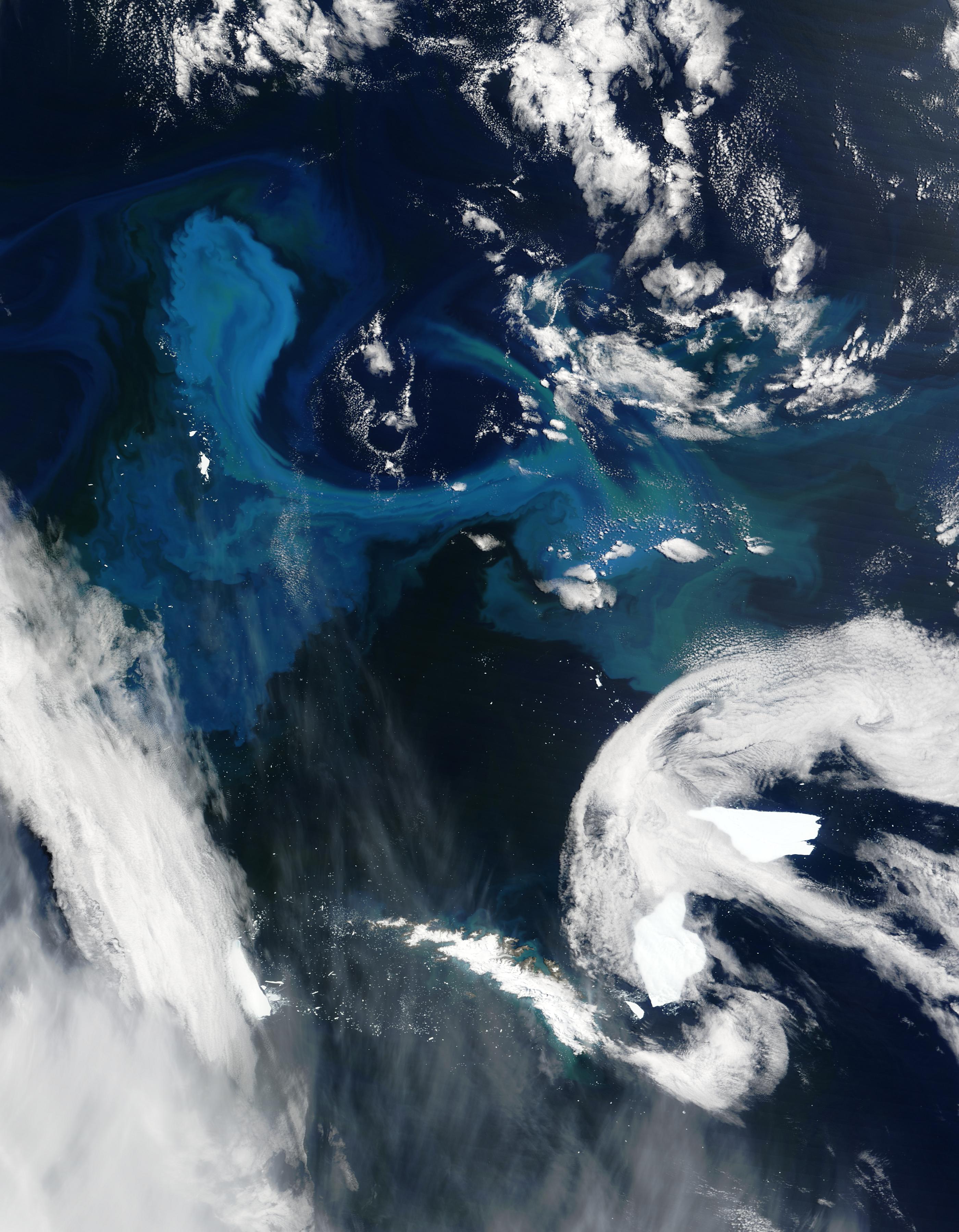 Phytoplankton bloom off South Georgia - related image preview