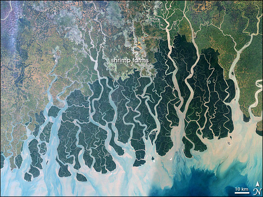 Sundarbans, Bangladesh