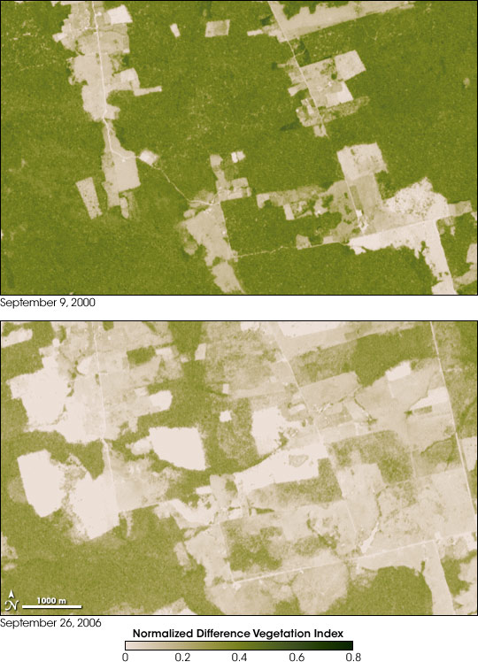 Deforestation in Rondonia, Brazil