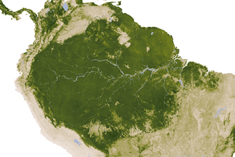 Leaf Area Index, South America - related image preview
