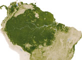 Leaf Area Index, South America