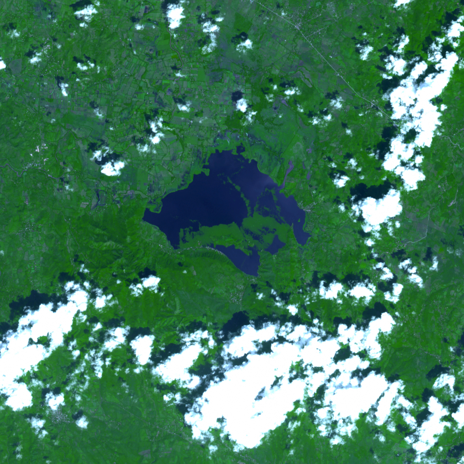Aquatic Plants Choke Lake Olomega - related image preview