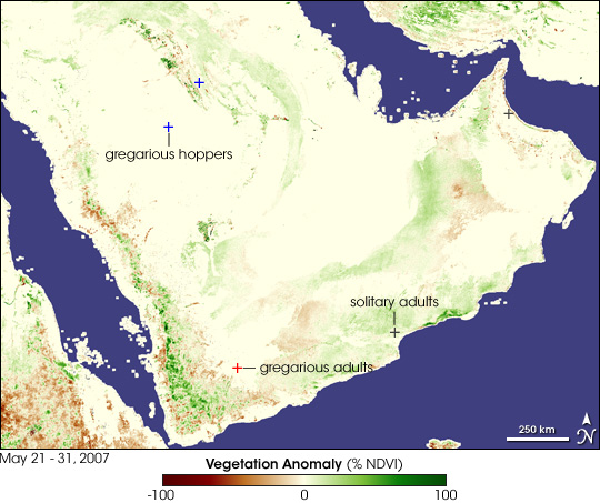 Locusts on the Arabian Peninsula