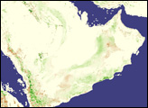 Locusts on the Arabian Peninsula