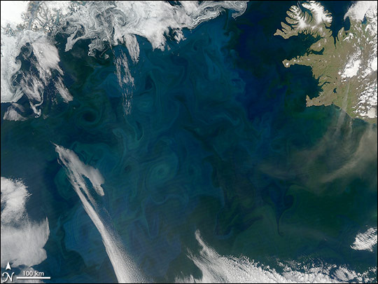 North Atlantic Bloom - related image preview