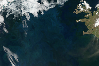 North Atlantic Bloom - related image preview