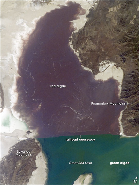 Algae in Great Salt Lake