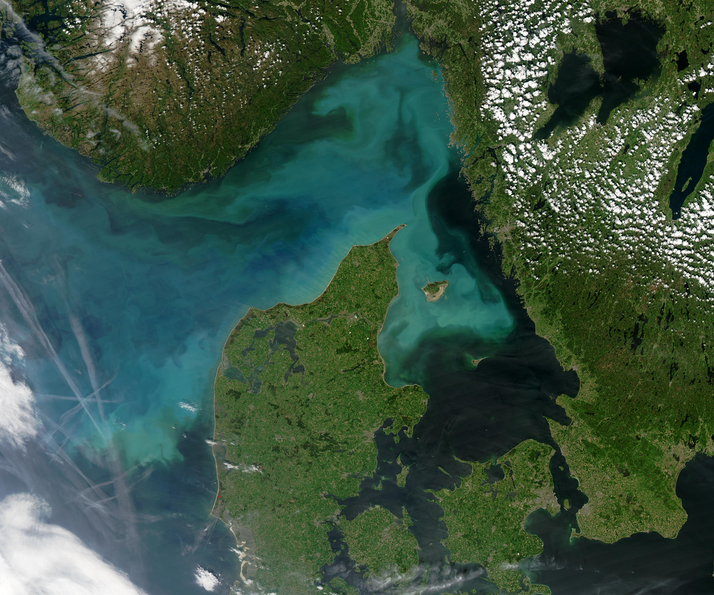 Phytoplankton bloom off Denmark - related image preview