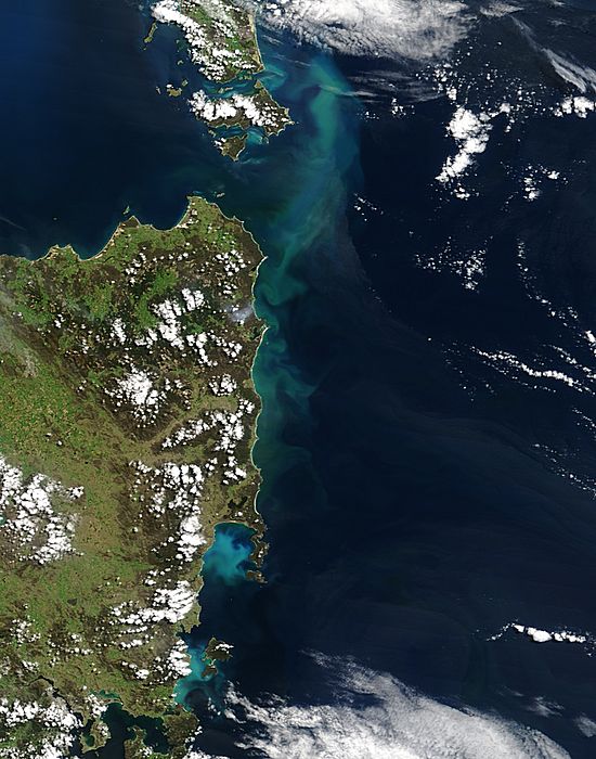 Algal bloom off Tasmania - related image preview