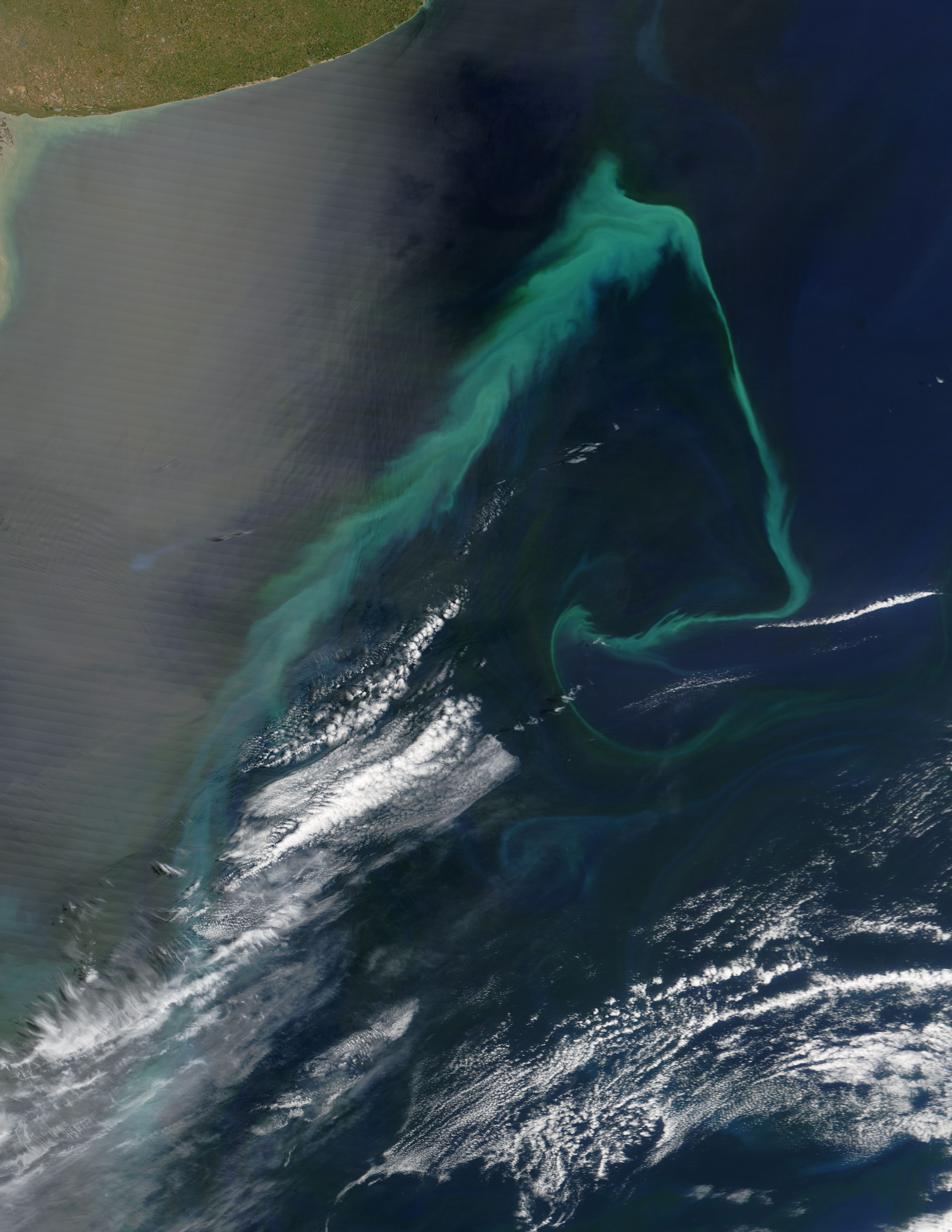 Phytoplankton bloom off Argentina - related image preview