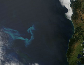 Phytoplankton bloom off Chile - related image preview