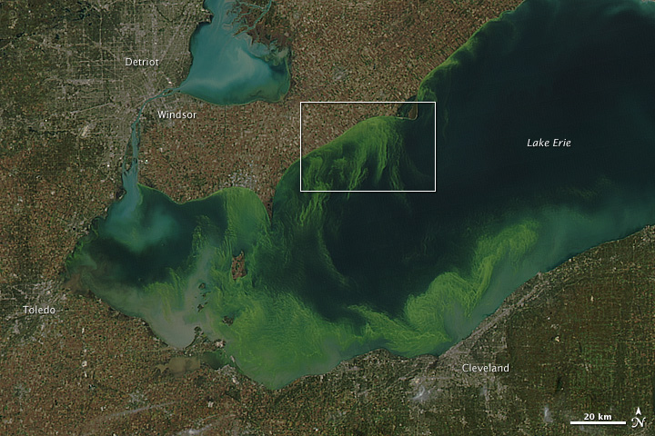 Toxic Algae Bloom in Lake Erie