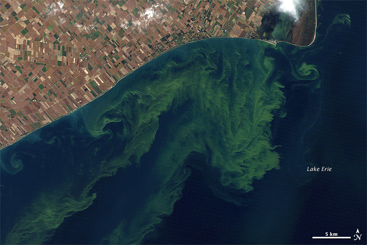 Toxic Algae Bloom in Lake Erie