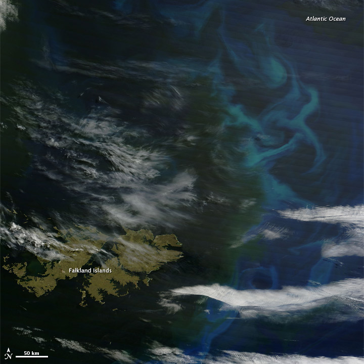 Phytoplankton around the Falkland Islands - related image preview