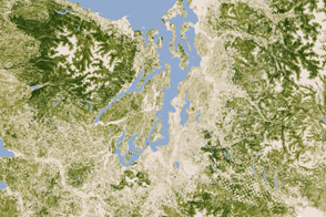 Closeup on Forests of the Pacific Northwest