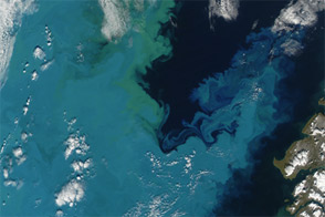 A Bloom in the Barents Sea