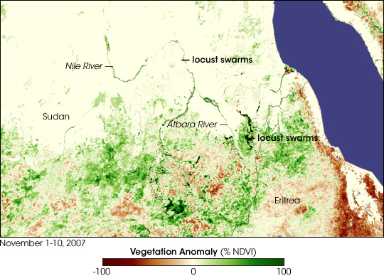 Lush Vegetation Fuels Locust Outbreak in Sudan - related image preview