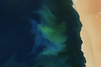 Phytoplankton Bloom off Namibia - related image preview