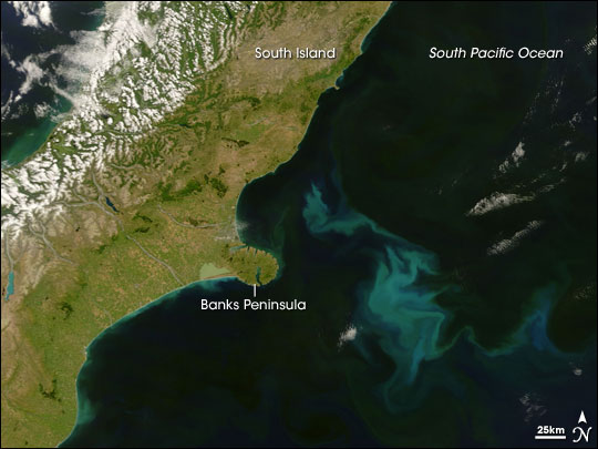 Phytoplankton Bloom off New Zealand