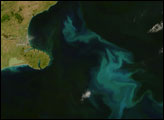 Phytoplankton Bloom off New Zealand