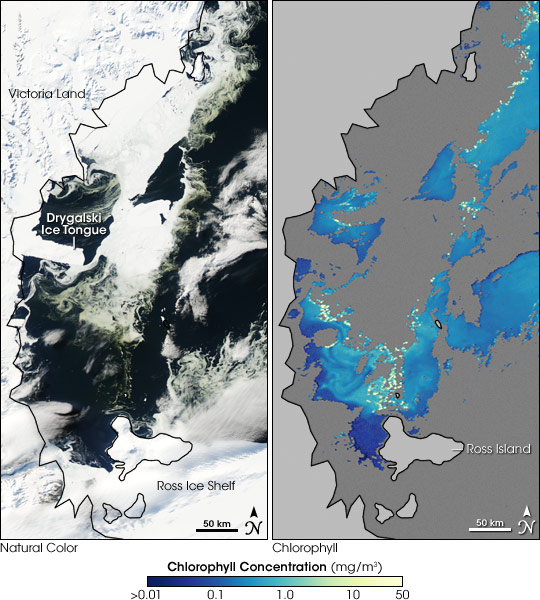 Algae Bloom in Antarctic Sea Ice