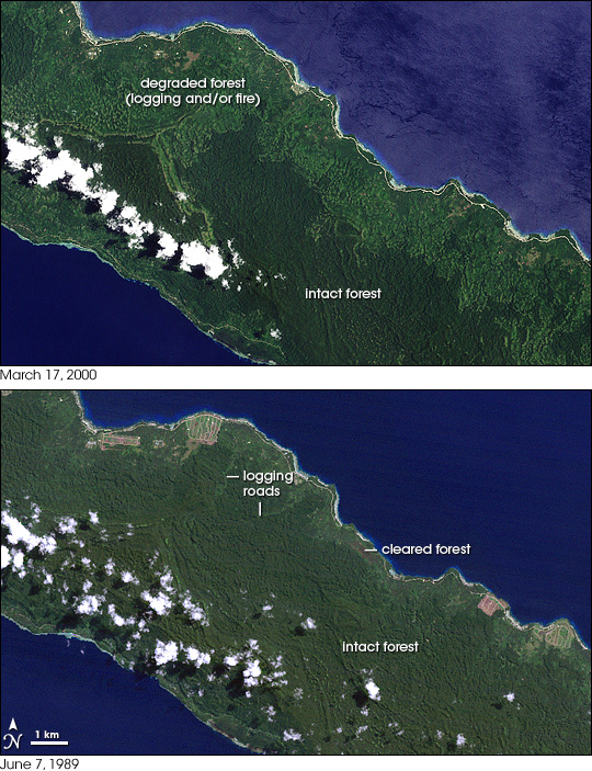 Forest Change on New Ireland, Papua New Guinea