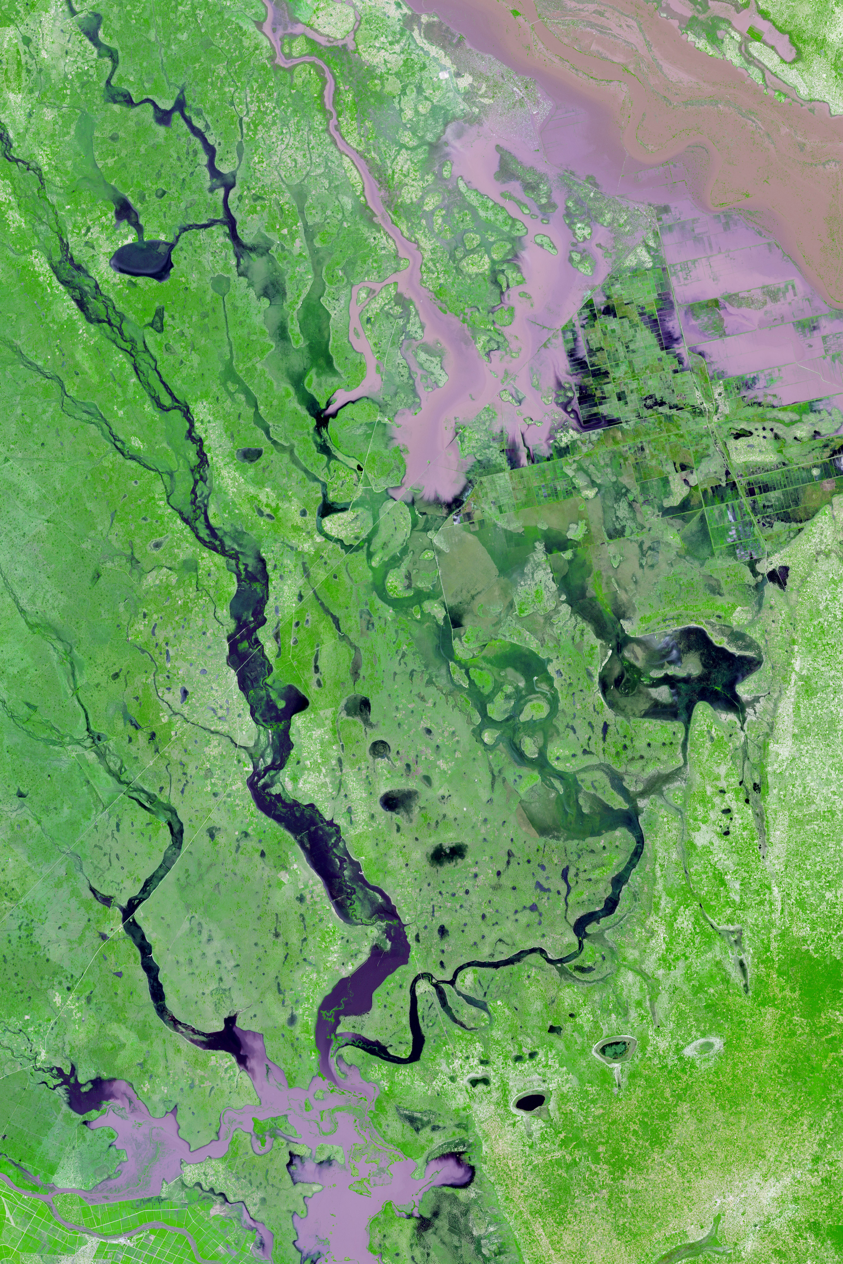 Close-up of Flooding in Mozambique - related image preview