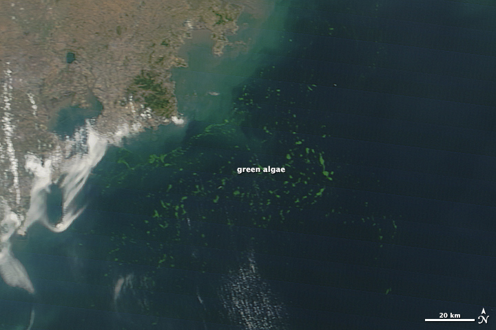 Extensive Bloom in the Yellow Sea - related image preview
