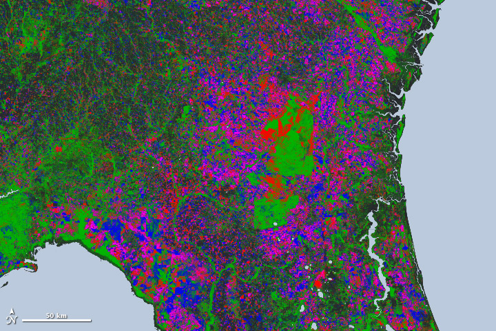 New Map Yields Better View of Forest Changes - related image preview