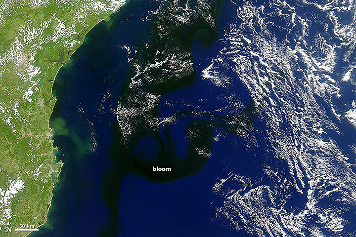 A Dark Bloom in the South Atlantic - related image preview