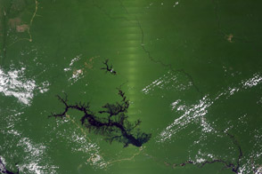 Seasonal Amazon Greening May Be a Satellite Effect