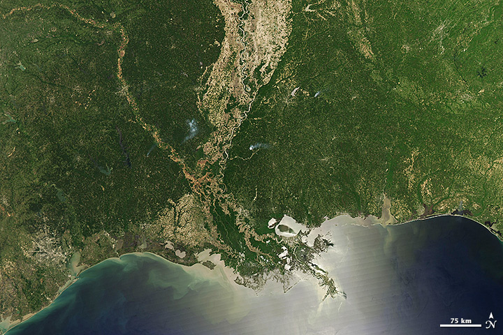Forests of the Mississippi Alluvial Plain - related image preview