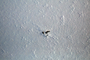 An Old Bird on the Greenland Ice - selected child image