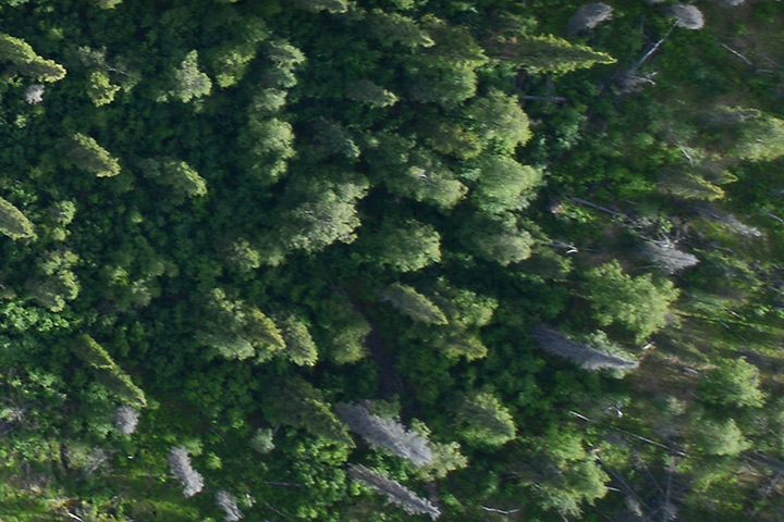 A Closer Look at Alaska’s Forests - related image preview