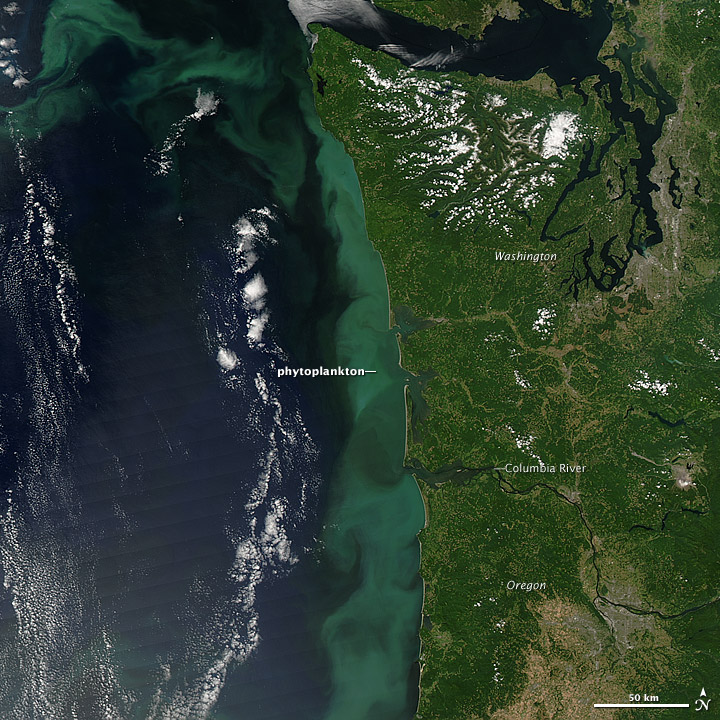 Phytoplankton Bloom off the Pacific Northwest