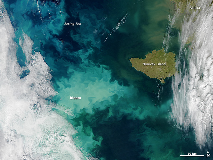 Bloom in the Bering Sea - related image preview