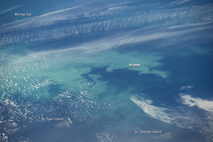 Bloom in the Bering Sea - related image preview