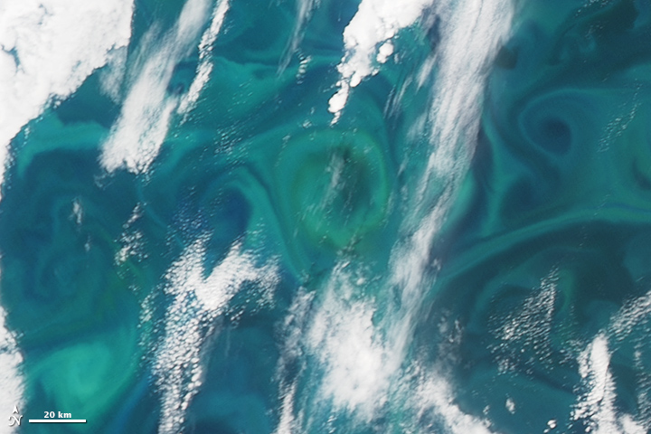 Demise of a Phytoplankton Bloom - related image preview