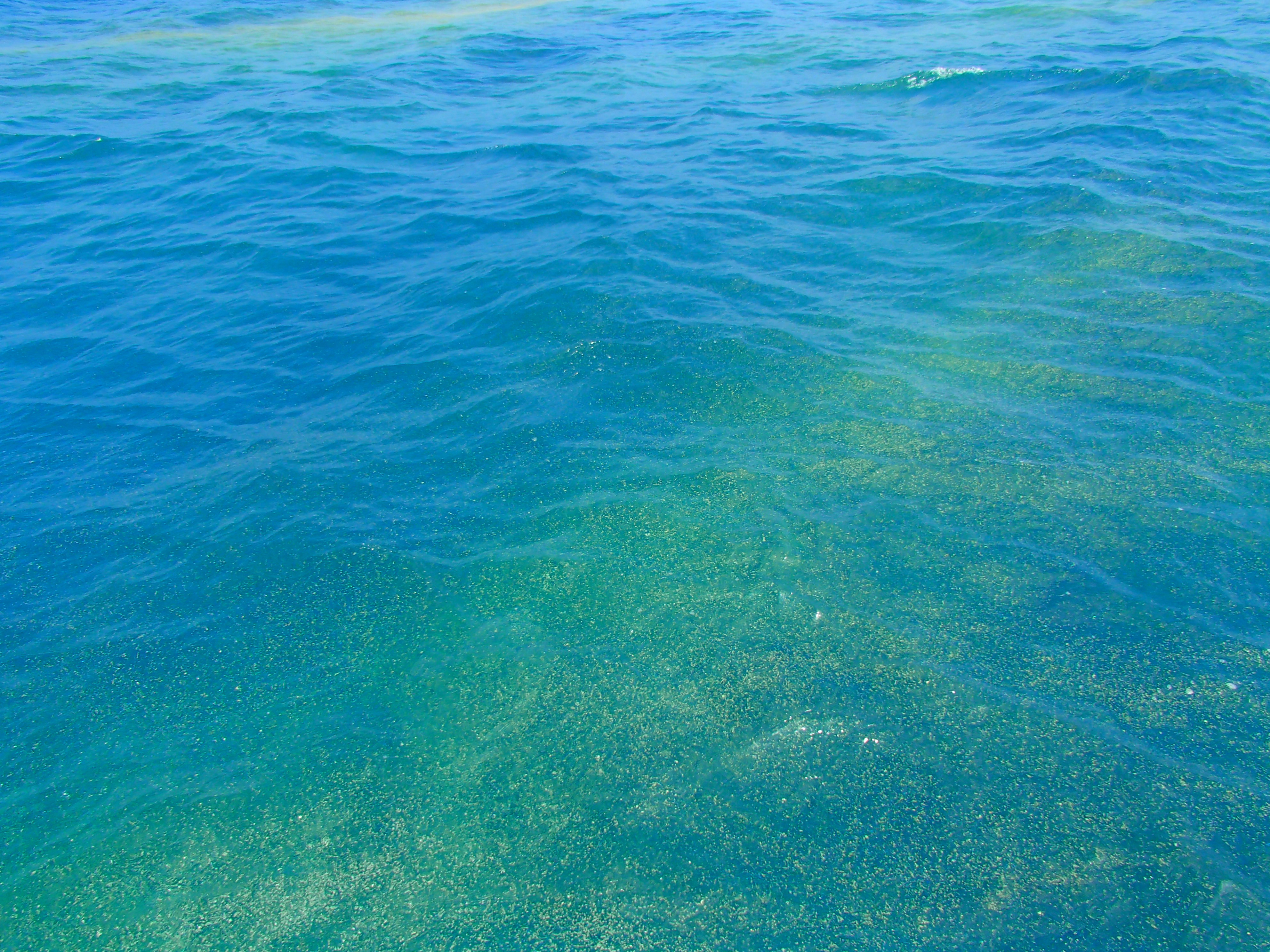 "Sea Sawdust" in the Southwest Pacific Ocean - related image preview