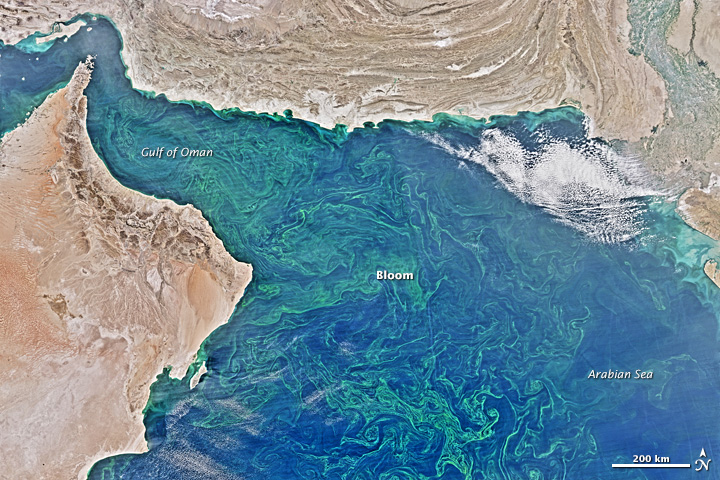 Winter Blooms in the Arabian Sea