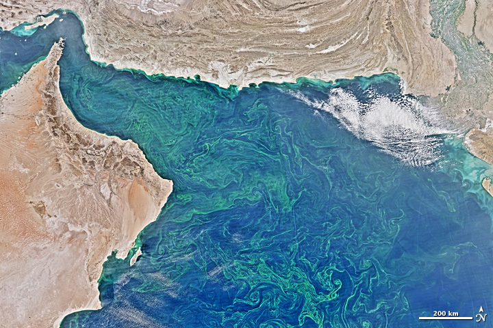 Winter Blooms in the Arabian Sea - related image preview