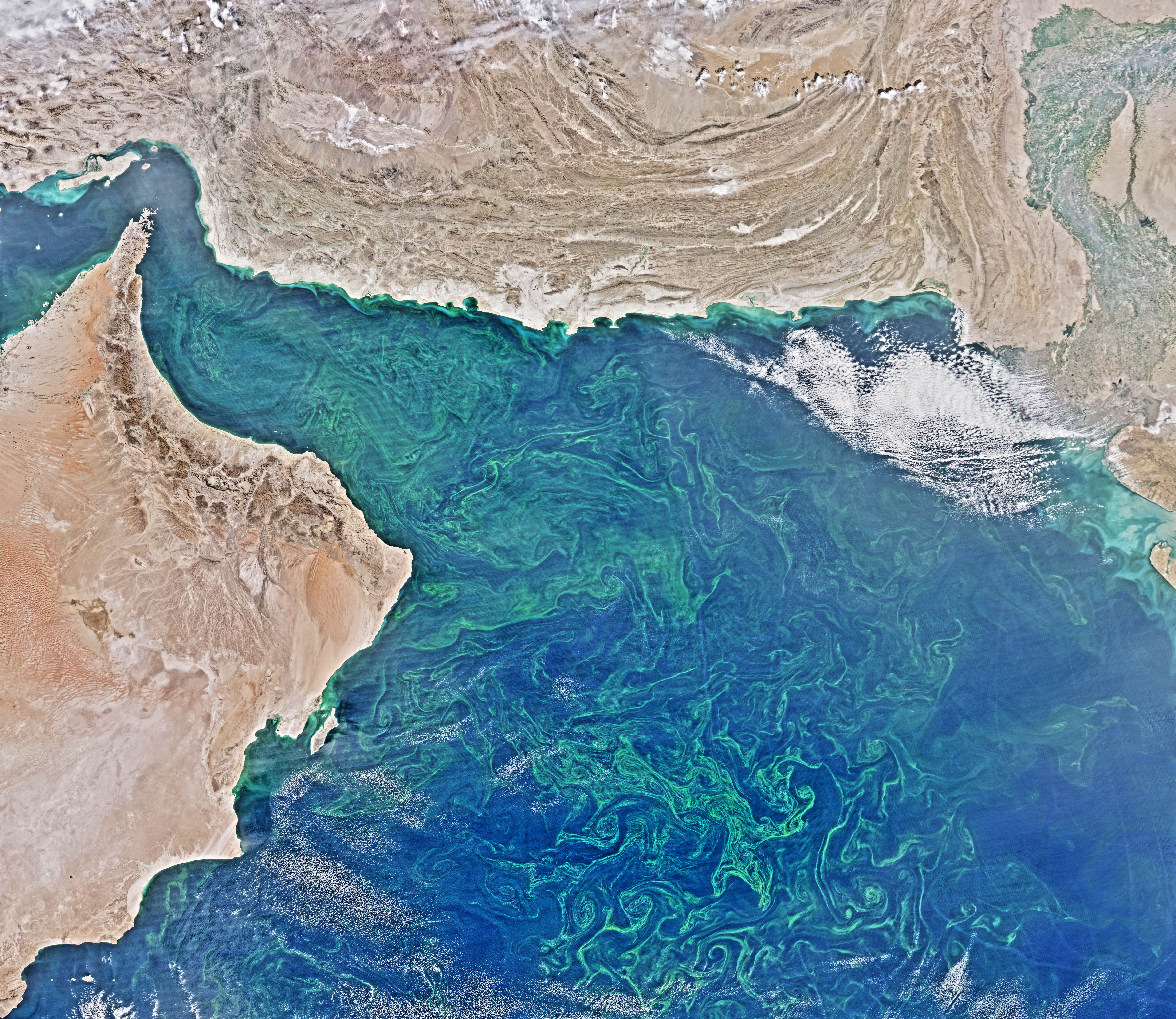 Winter Blooms in the Arabian Sea - related image preview