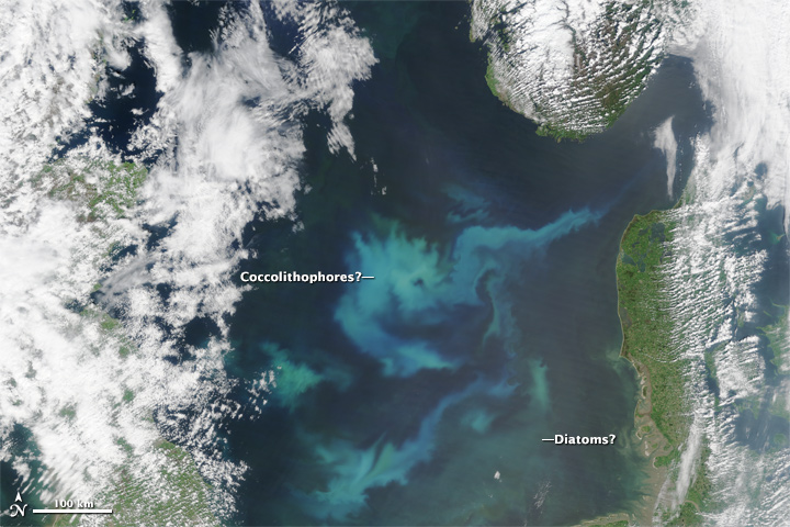 The North Sea Abloom - related image preview