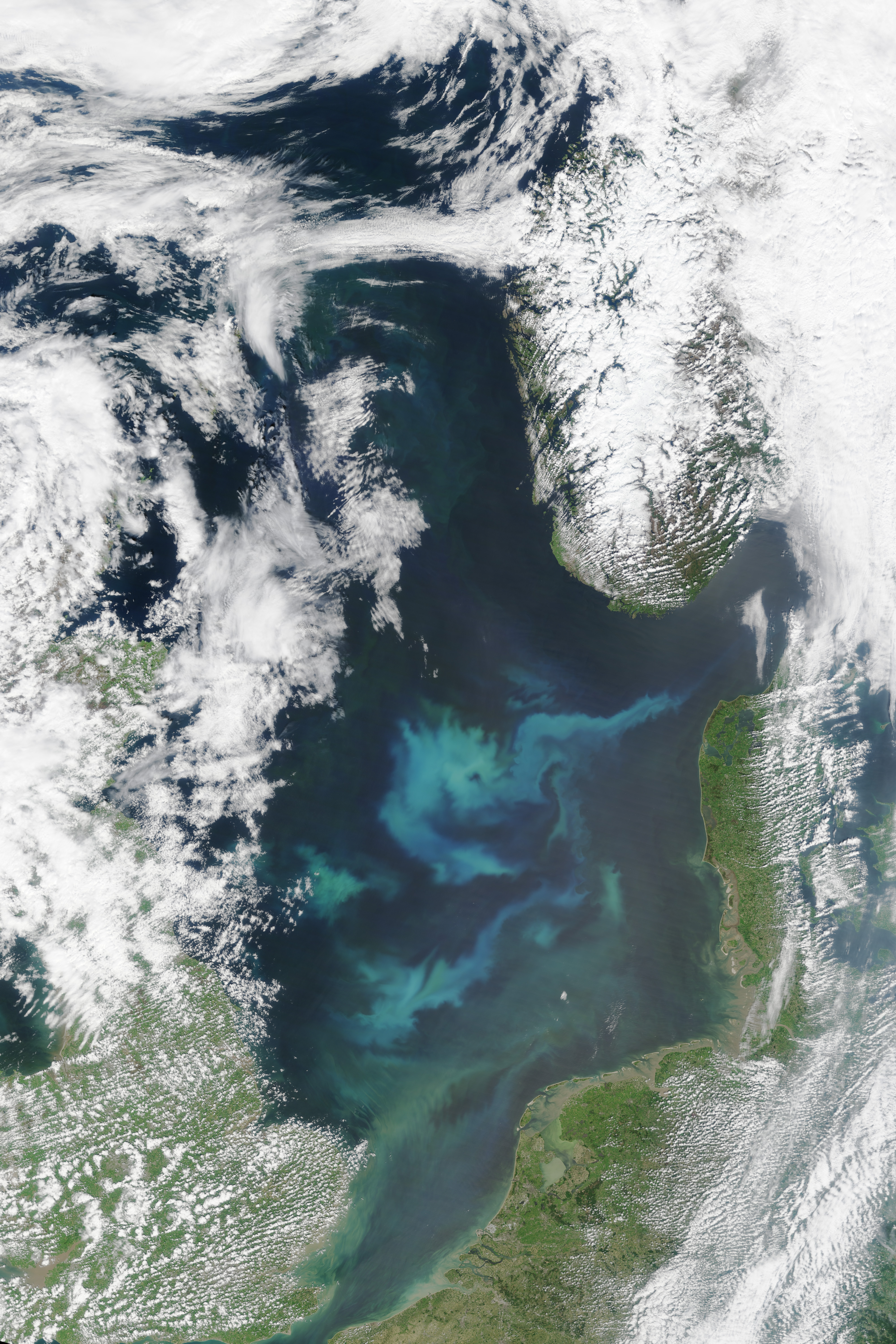 The North Sea Abloom - related image preview